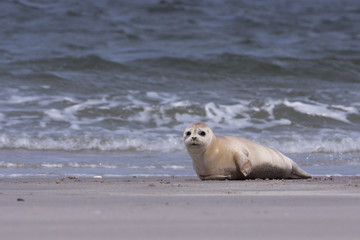 Young white common seal on the beach © ijdema