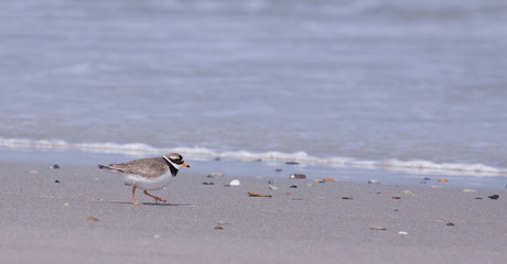 Ringed plover walking on a beach
