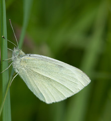 small white (Pieris rapae)