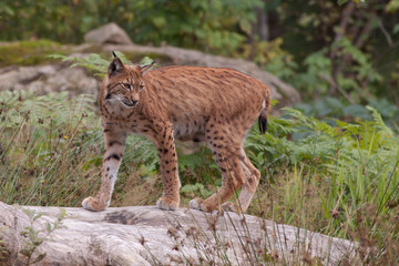 Eurasian lynx (Lynx lynx)