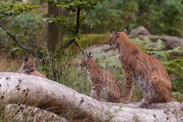 Naklejka na ściany i meble Eurasian lynx (Lynx lynx) with cubs