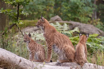 Photo sur Plexiglas Lynx Lynx eurasien (Lynx lynx) avec oursons