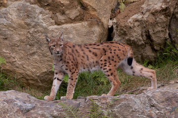 Eurasian lynx (Lynx lynx)