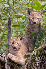 Two lynx cubs
