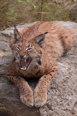 Lynx showing its teeth