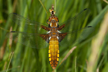 Broad-bodied Chaser (Libellula depressa)