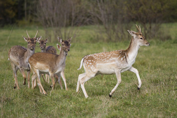 Deer flock running across the meadow