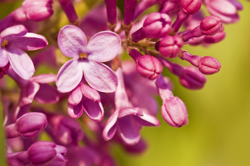 Lilas rose, macro