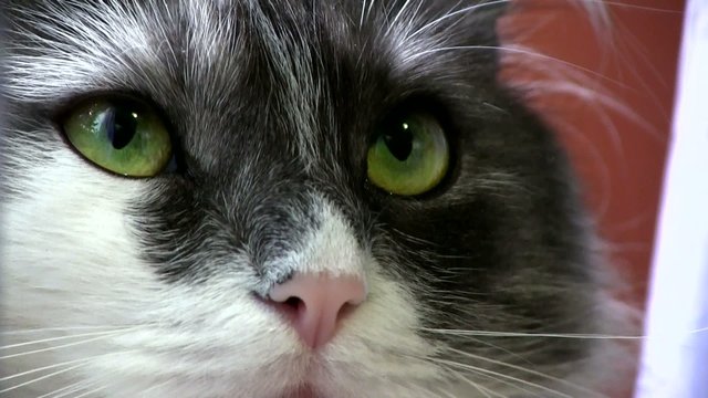 кот