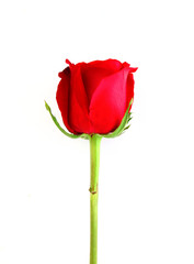 Beautiful red rose isolated on white