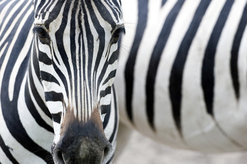 Portrait of a zebra - obrazy, fototapety, plakaty