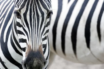 Gordijnen Portret van een zebra © katrin_timoff