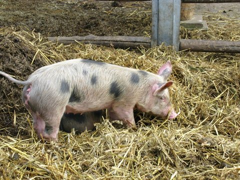 A Young Pig Rooting In The Manure