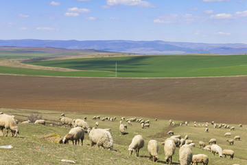 Obraz premium Sheep grazing grass in the valley