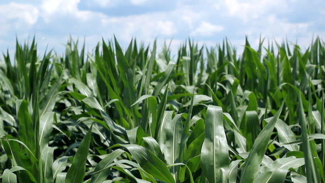 Corn Field In Summer