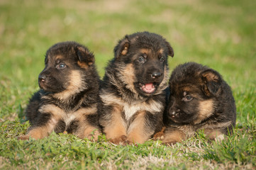 German shepherd puppies