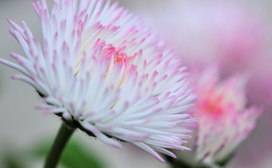 pink and white daisies © claireliz