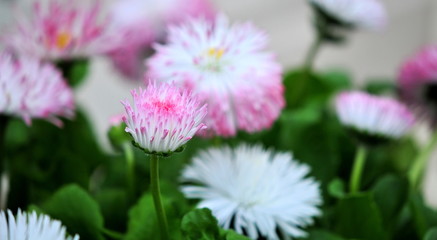 fancy daisies © claireliz