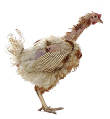 hen from caged  farming - animal protection concept