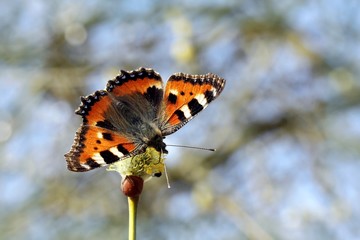 Kleiner Fuchs