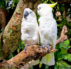 White Cockatoo Parrot in nature surrounding
