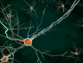 Cell body of a neuron long shot