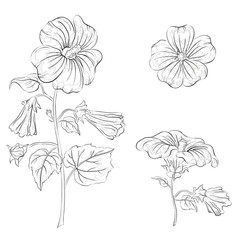 Flowers mallow, contours