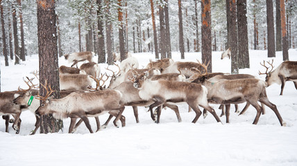 reindeer