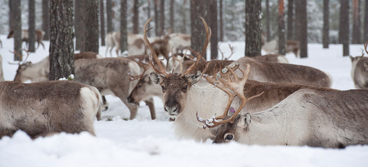 Fototapeta premium reindeer
