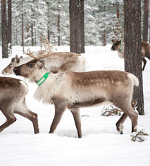 reindeer