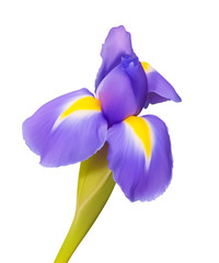 Iris flower vector drawing, beautiful nature