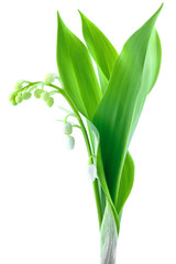 Fototapeta premium muguet