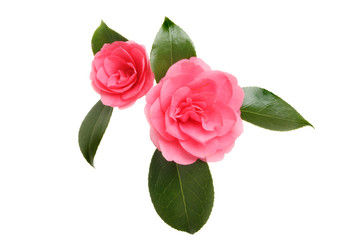 Two camellia flowers