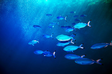 Fototapeta na wymiar Coral ryba w niebieskim wody.