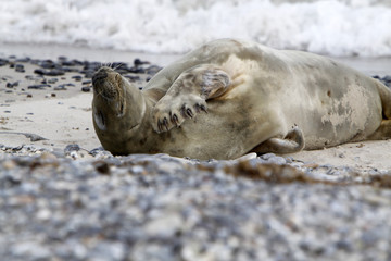 Kegelrobbe am Strand der Helgoländer Düne