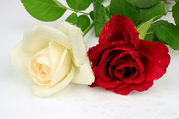 White and red rose with water drops