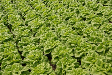 Rows of head lettuce in a glass house