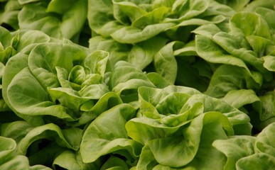 A close up of a head of cabbage lettuce