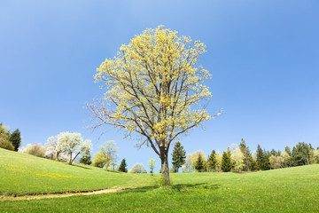 Fototapeta na wymiar Początek wiosny drzewa