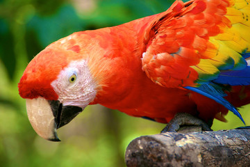Red Macaw, Parrot, Copan Ruins, Honduras