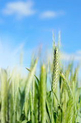 Obraz premium wheat field in summer