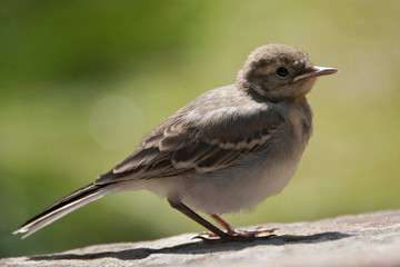 Little gray bird