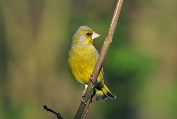 Greenfinch (Carduelis chloris)