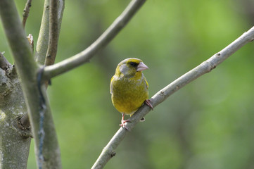 Greenfinch (Carduelis chloris)