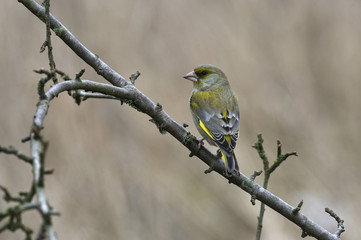 Greenfinch (Carduelis chloris)