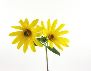 Isolated yellow flowers