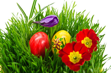 red easter eggs in green grass with white background