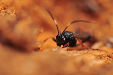 Hymenoptera