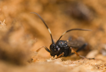 Hymenoptera