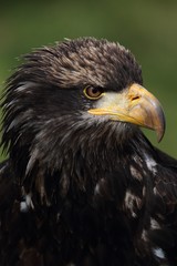 The Steppe Eagle (Aquila nipalensis) - portrait.